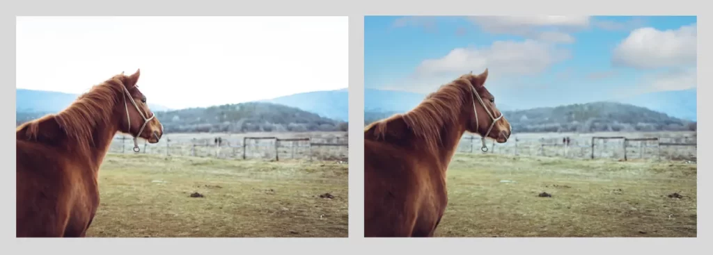 horse before after