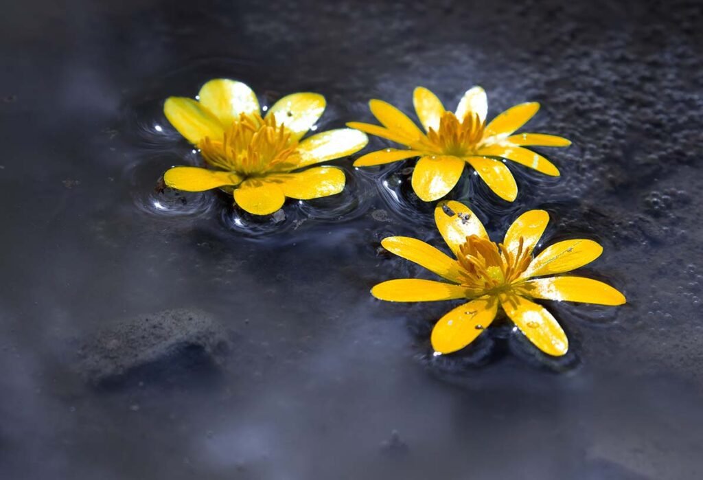 flowers