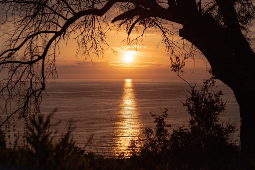 framed with branches