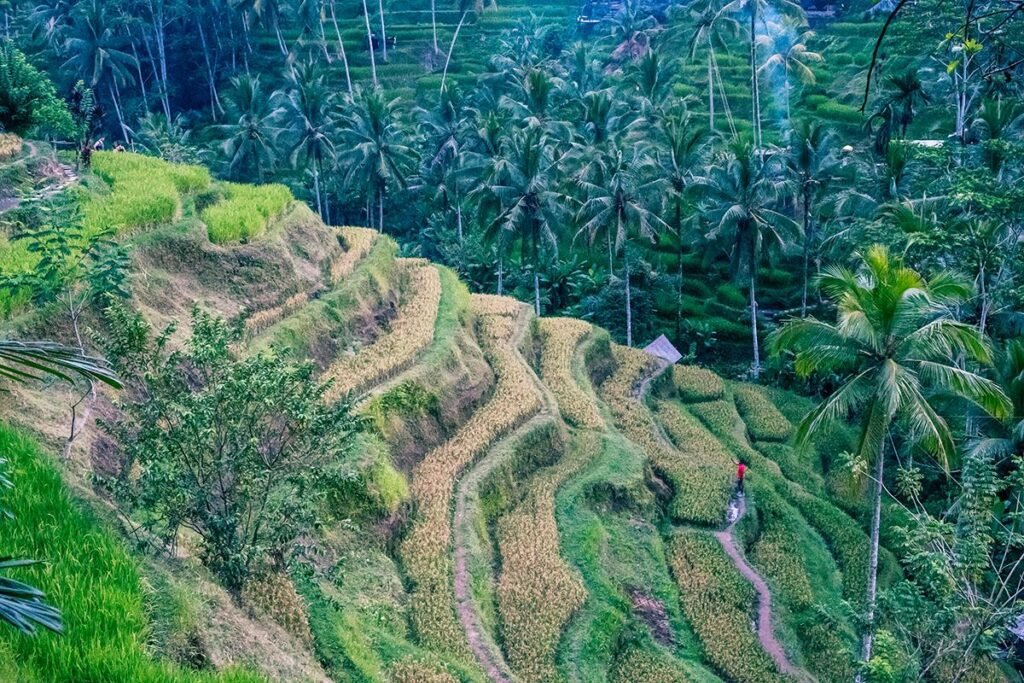 Predrag Mijailovic ()