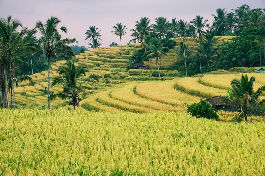 Predrag Mijailovic ()