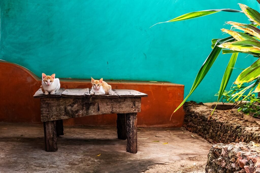 Predrag Mijailovic ()