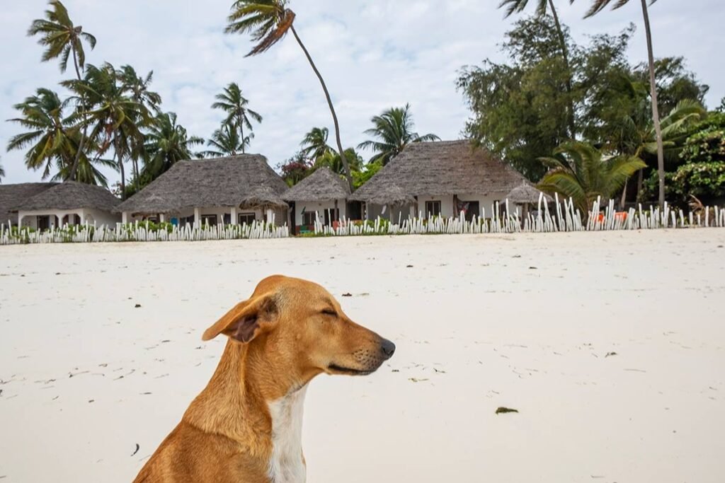 Predrag Mijailovic ()